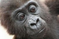 Pida Kongphouthone