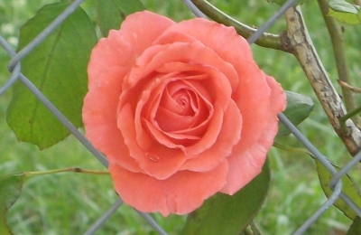 Diane Byrd
