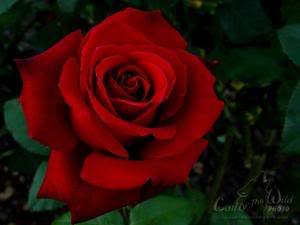 Lori Hazlett