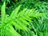 Fern Parness