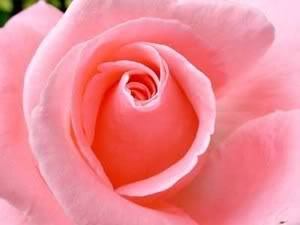 Rose Survinewesley