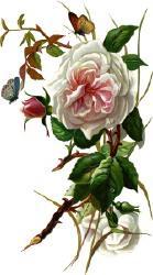 Linda Wickline