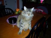 Sharon Marcy
