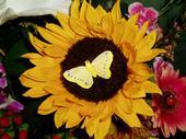 Linda Pastore
