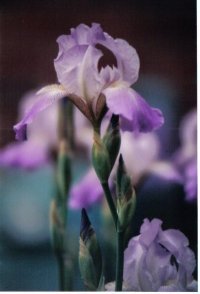 Donna Buechel