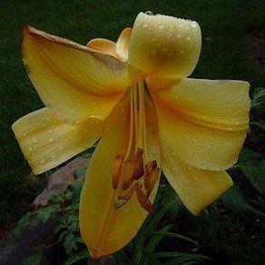 Sherry Evins