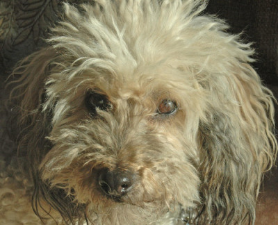 Margaret Weston