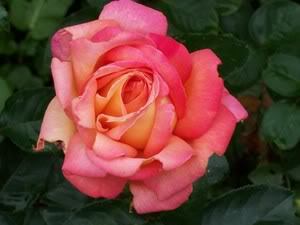 Rose Jefferds