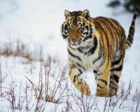 Vipul Patel