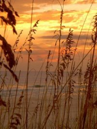 Sharon Quinn