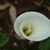 Bebita Metellus