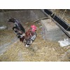 Toni Buzzard