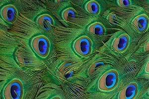 Michael Peacock