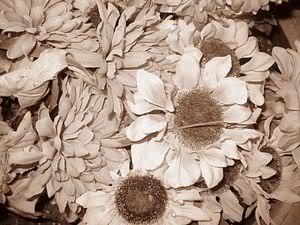 Tricia Hillman