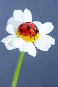 Marguerite Charugundla