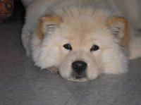 Jisu Byan