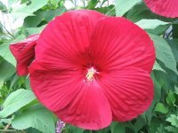 Cheryl Kinstler