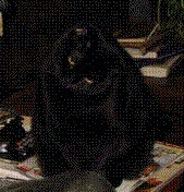 Lisa Ast