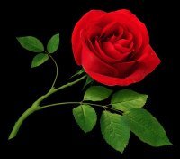 Yacquina Rose