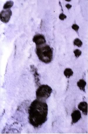 Ann Farrell