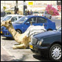 Mamdouh Botros