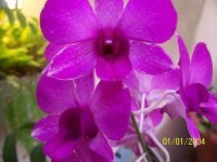 Patricia Coty