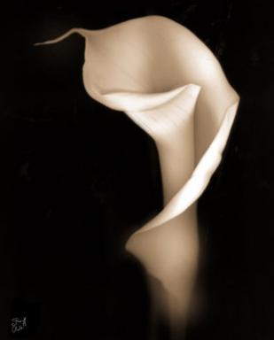 Loronda Cottle