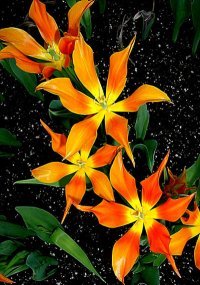 Margaret Klink