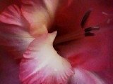 Gena Kearnes