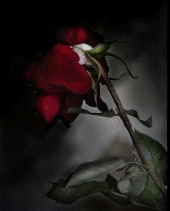 Steven Arceneaux