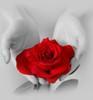 Rose Haas