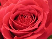 Rose Feldstein