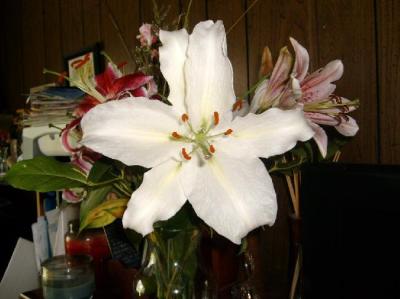 Veronica Bostian