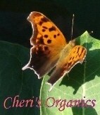 Cheryl Fournier