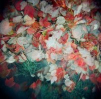 Christina Ludden