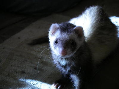 Tricia Sentinella