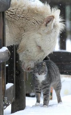 Kitty Cather