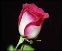 Rose Mansur