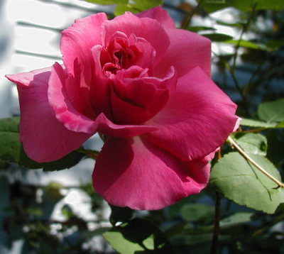 Rose Field