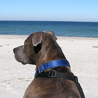 Marcella Setter