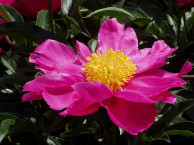 Kathy Ellithorpe