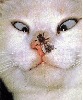 Tina Binion
