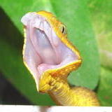 Albert Coritz