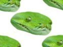 William Green