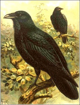 James Poe