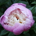 Mary Lively