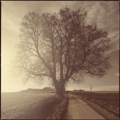 Roberta Goschler