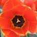 Colleen Schoenherr