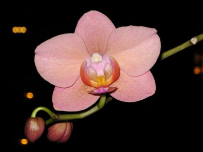 Malinda Lefave