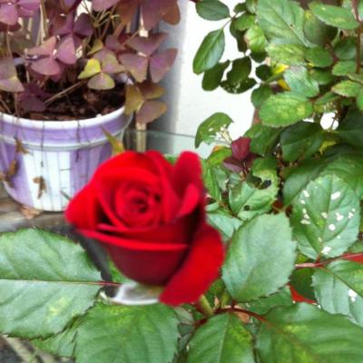 Linda Burdge